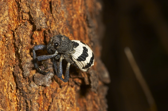 фото "Beetle" метки: макро и крупный план, природа, насекомое