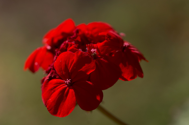 photo "Red flower" tags: nature, macro and close-up, flowers