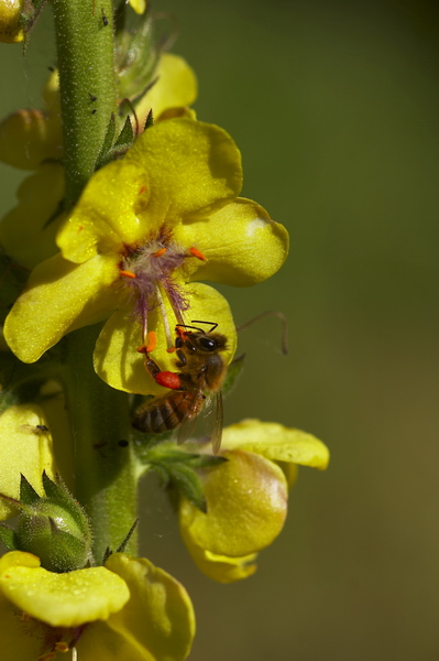 фото "Bee feeding" метки: природа, макро и крупный план, цветы