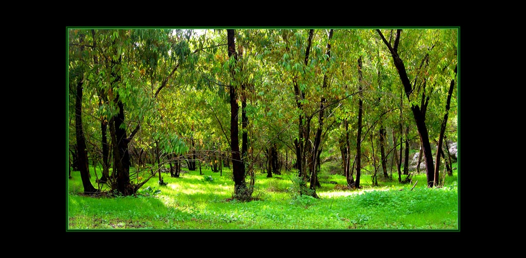 photo "Wood" tags: landscape, forest, spring
