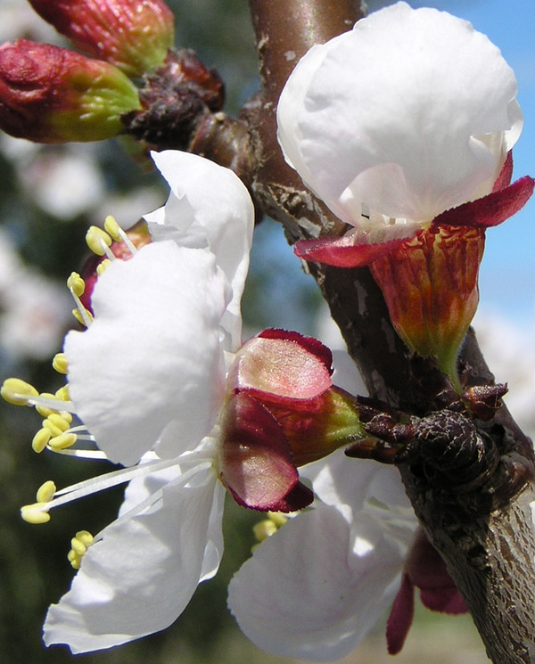 photo "Gemmas" tags: nature, flowers