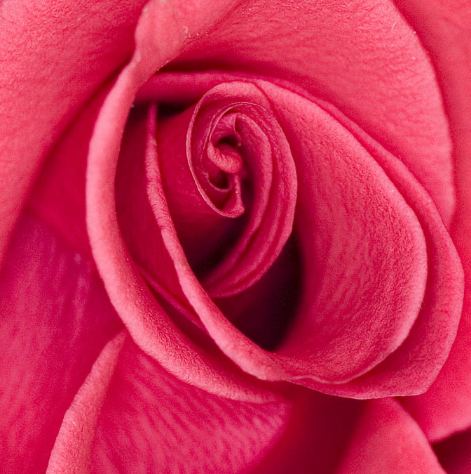 photo "The Petals of a Rose" tags: nature, macro and close-up, flowers