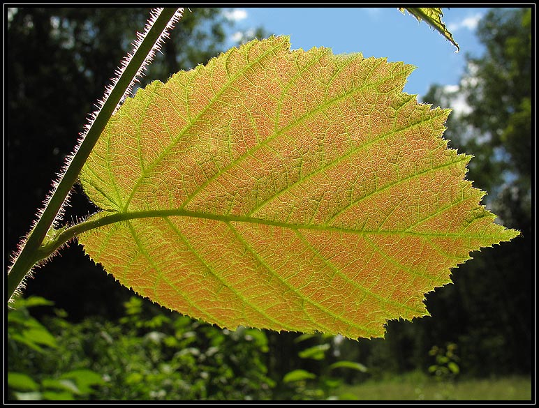 photo "The veins" tags: nature, flowers