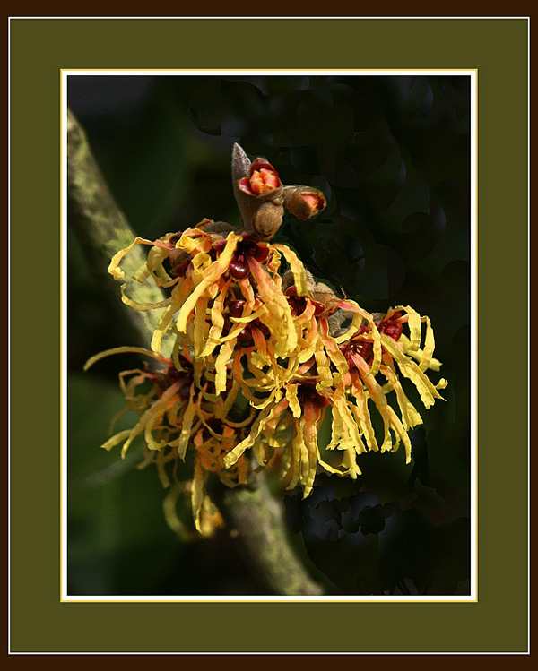 photo "Hamamelis x Intermedia" tags: nature, flowers