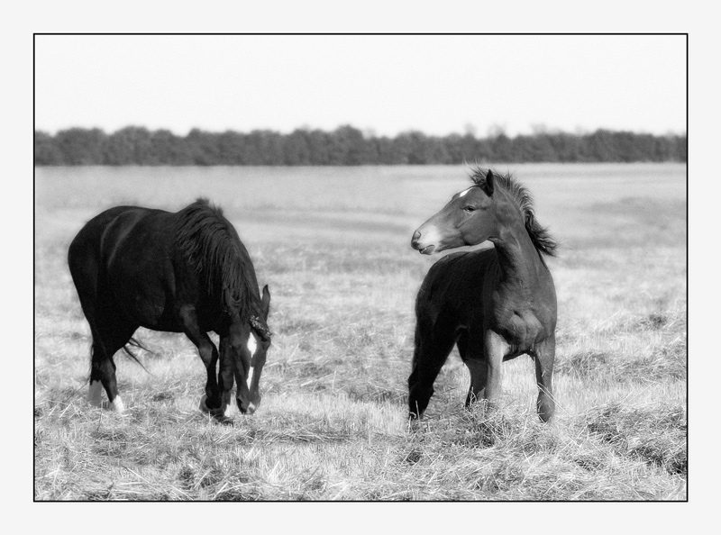 photo "***" tags: nature, black&white, pets/farm animals