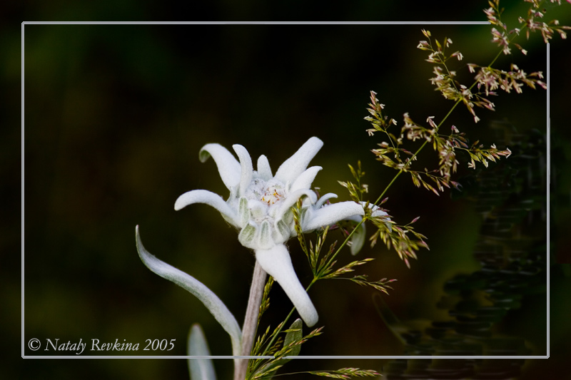 photo "Moon-light" tags: nature, flowers