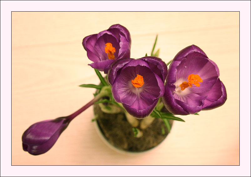 photo "Crocus" tags: nature, flowers