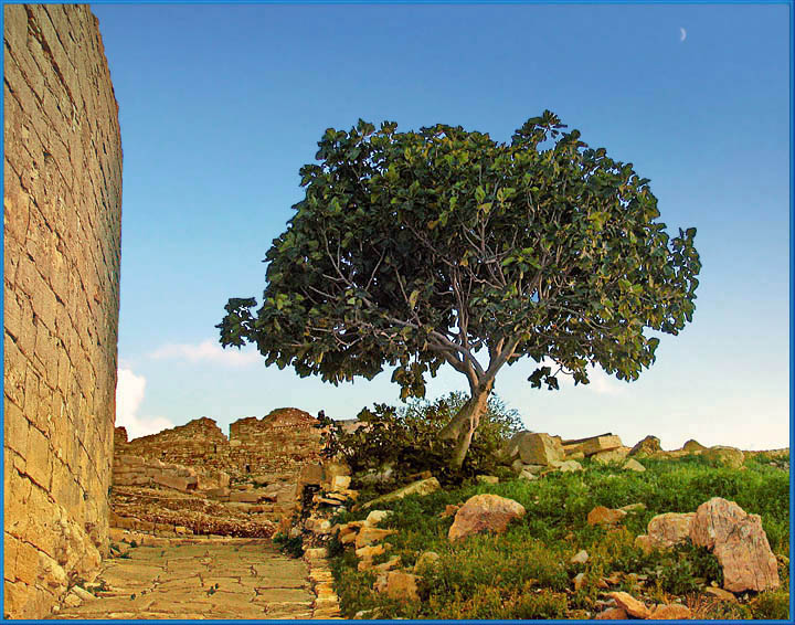фото "sunny tree.." метки: архитектура, пейзаж, закат