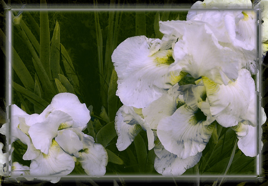 photo "White Iris." tags: nature, flowers