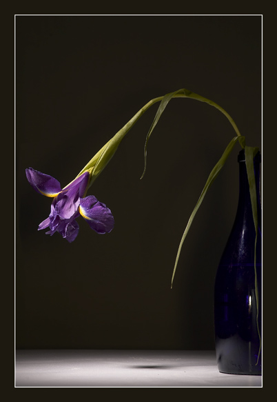 photo "Still-life 2. An iris" tags: nature, still life, flowers