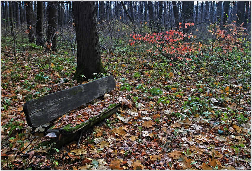 фото "Свидетельница былых свиданий" метки: пейзаж, лес, осень