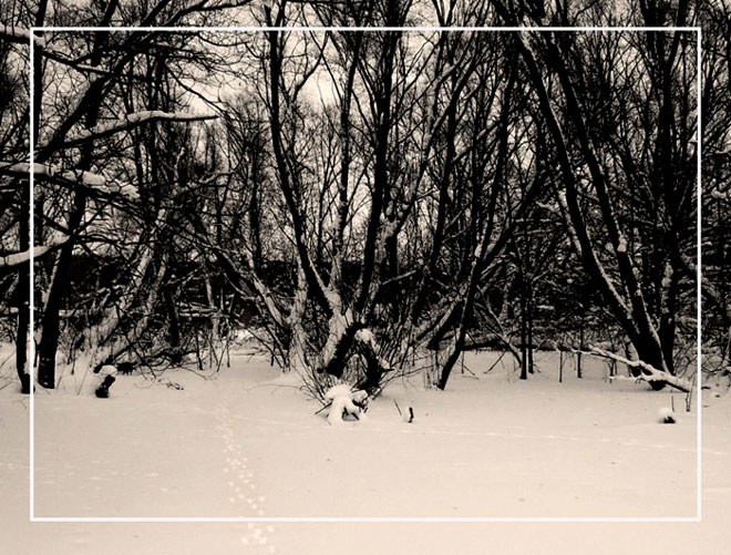 photo "There on unknown paths, traces of unprecedented animals" tags: , 