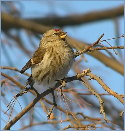 photo "Singing Redpoll" tags: nature, wild animals