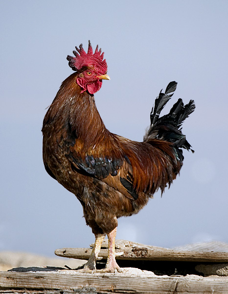 фото "Rooster" метки: природа, домашние животные