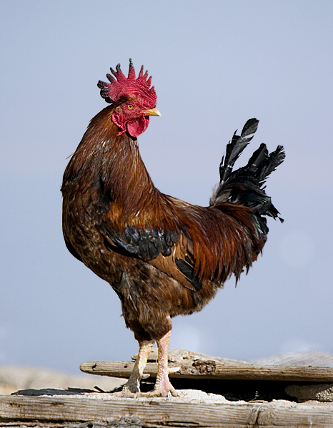 photo "Rooster" tags: nature, pets/farm animals