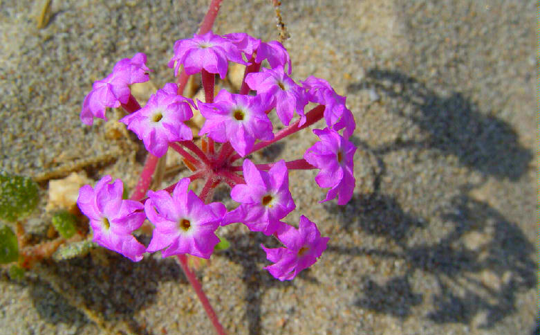 photo "Flowers In The Sand" tags: nature, flowers