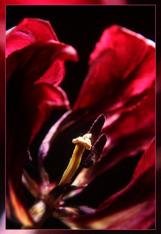 photo "old tulip- 3 days later" tags: , 