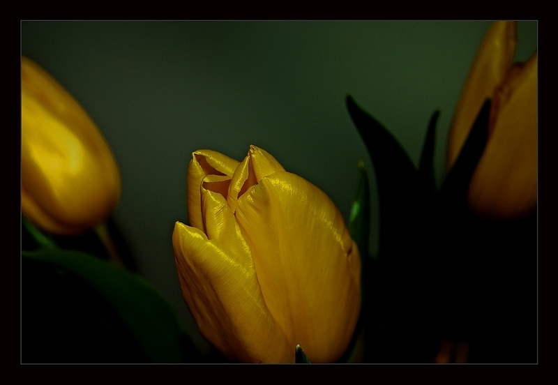 фото "Tulip II" метки: природа, цветы
