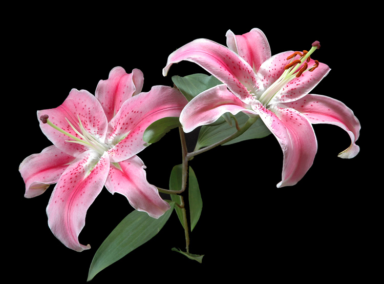 photo "Lilies" tags: nature, flowers