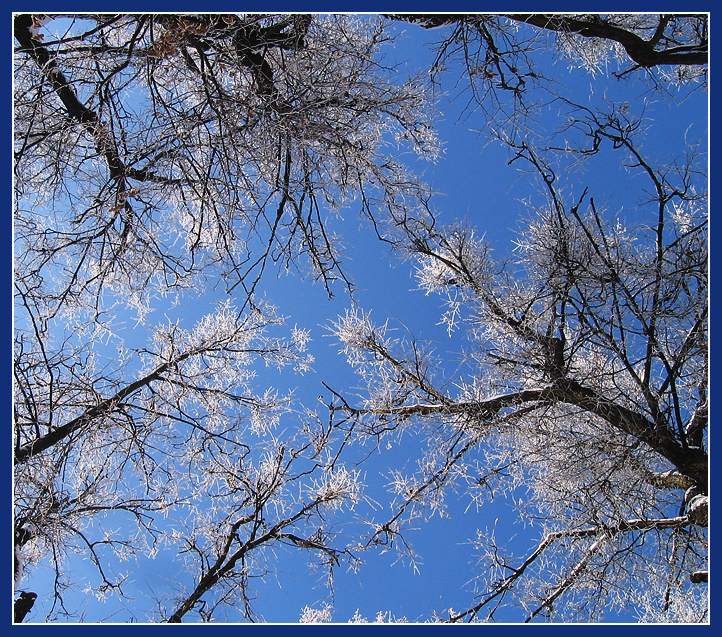 photo "Reach the sky." tags: landscape, 