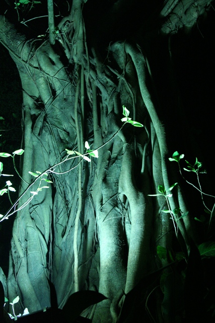 фото "mistic tree" метки: абстракция, пейзаж, лес