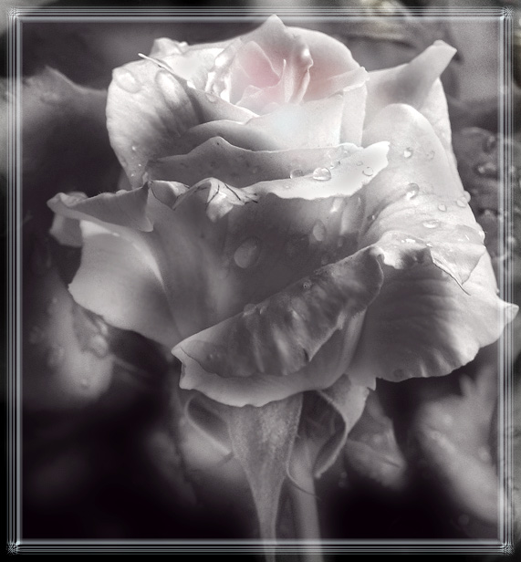 photo "Rose." tags: nature, black&white, flowers