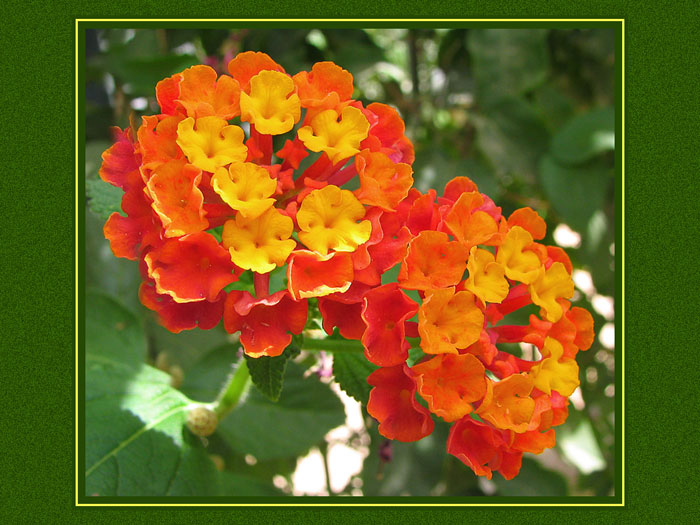 photo "***" tags: nature, flowers