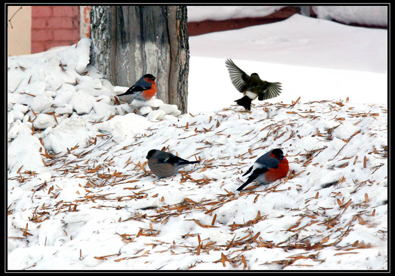 photo "Breakfast on a snow" tags: nature, wild animals