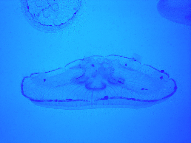 фото "Медуза -2." метки: подводные, 