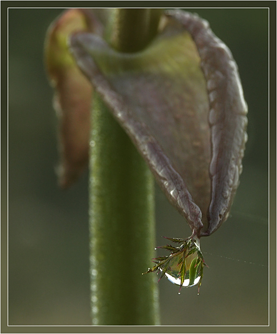 photo "Only one drop" tags: macro and close-up, 