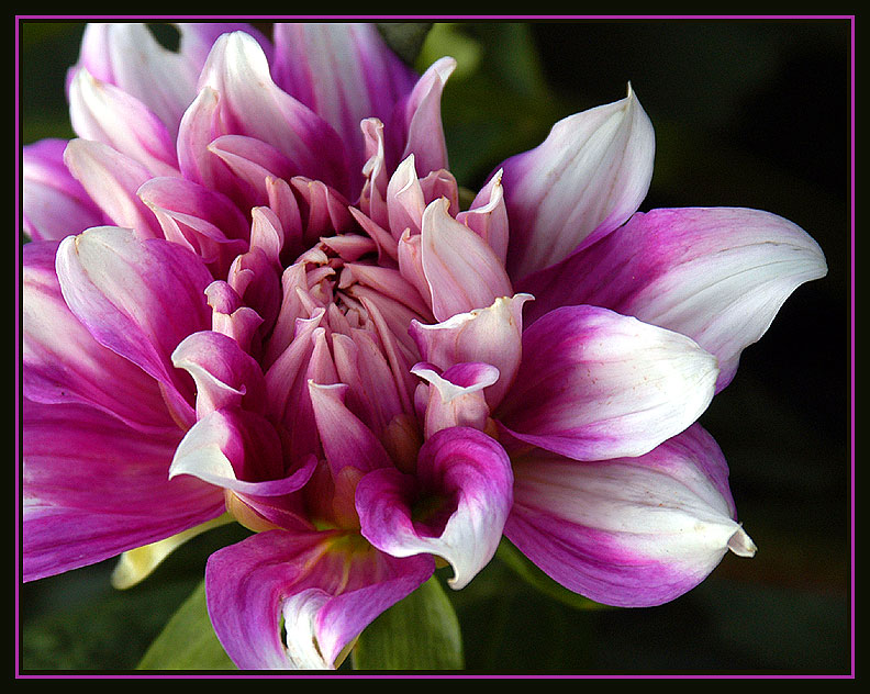 фото "Another Day Another Dahlia" метки: природа, цветы