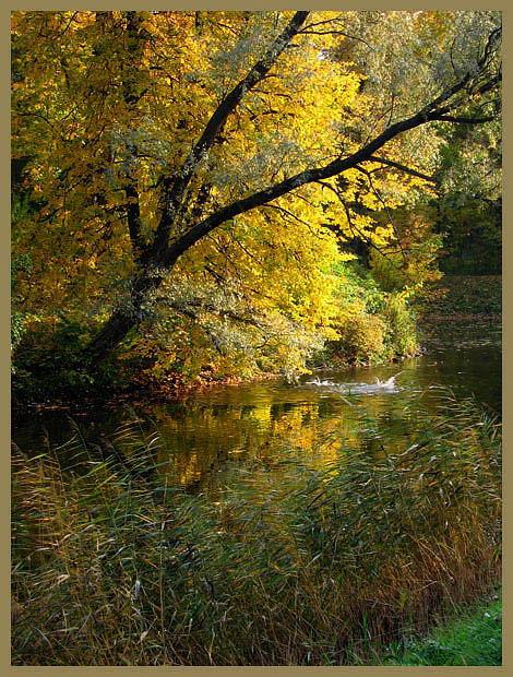 photo "Gold of autumn" tags: landscape, autumn, water