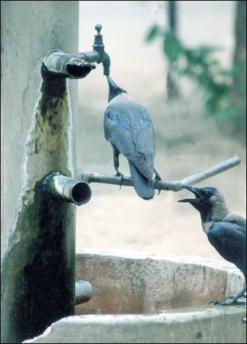 photo "thirsty crow" tags: nature, wild animals