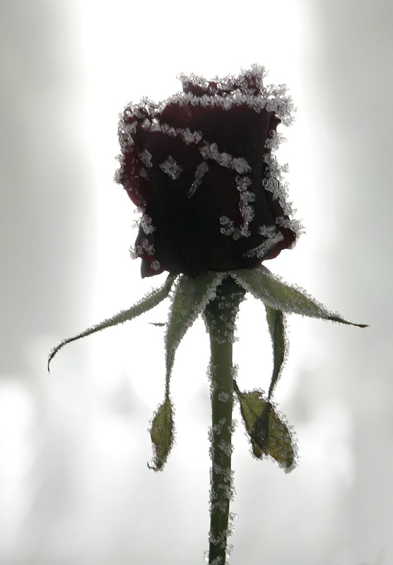 photo "Frozen rose" tags: nature, flowers