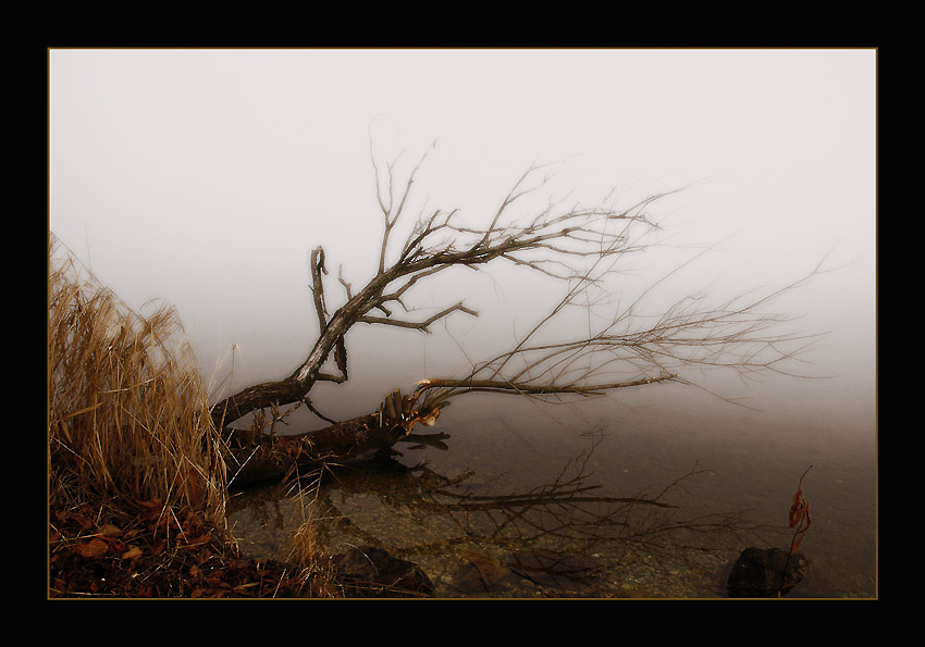 photo "Natural Ikebana" tags: landscape, water