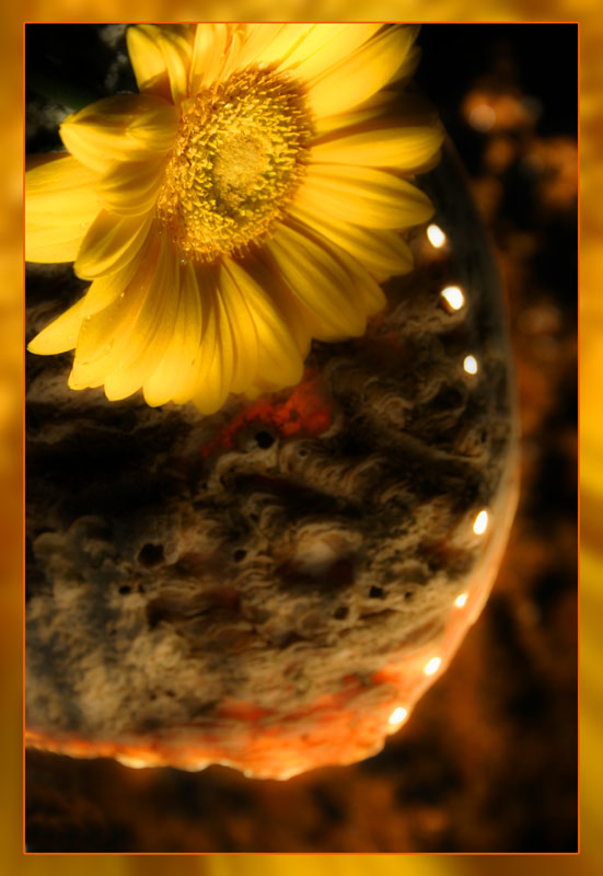 photo "flower on mars" tags: nature, landscape, flowers, night