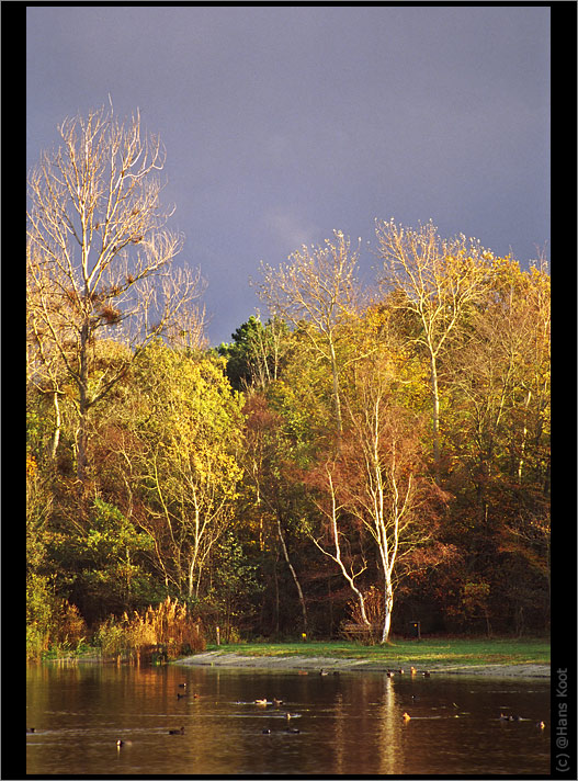 photo "Against a dark sky" tags: landscape, forest, water