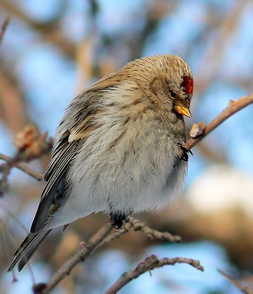 photo "The melancholy redpoll" tags: nature, wild animals