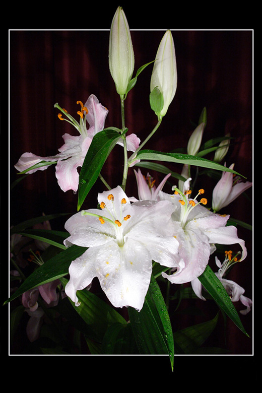 photo "***" tags: nature, flowers