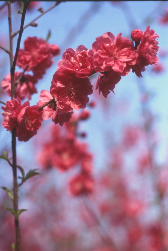 photo "peachblossom in spring" tags: nature, landscape, flowers, spring