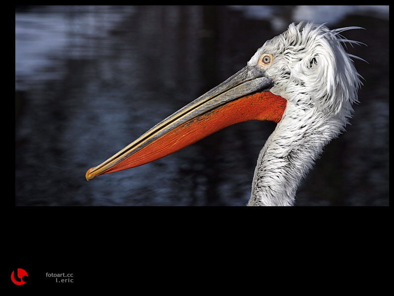 фото "after hairdressing" метки: природа, дикие животные