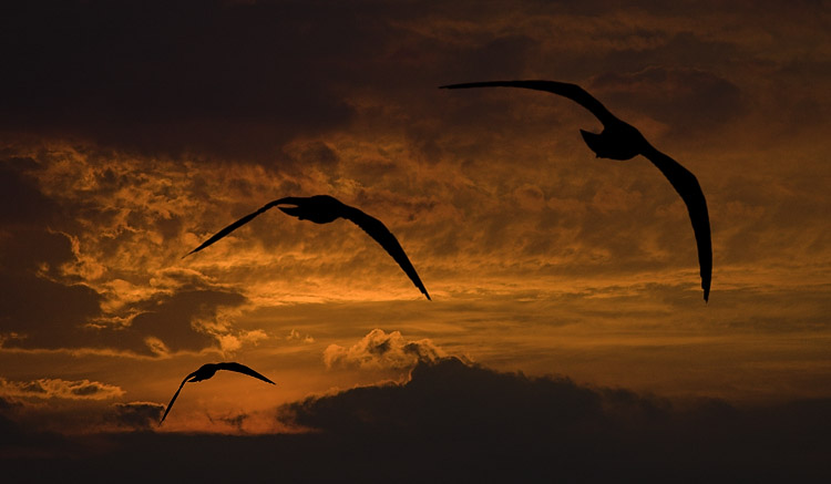 photo "night flying" tags: nature, landscape, night