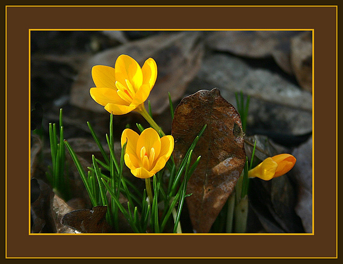 photo "Heralds of spring" tags: nature, flowers