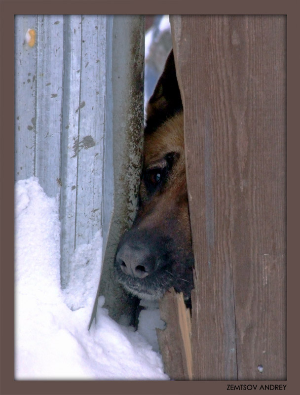 photo "Look at the World through a crack..." tags: nature, pets/farm animals