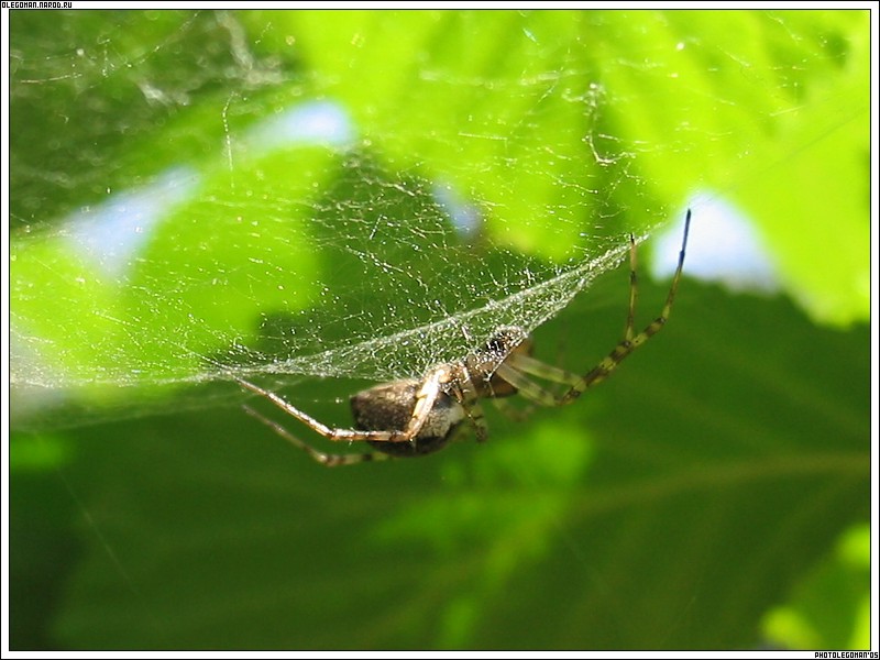 photo "Founder of a Network" tags: nature, insect