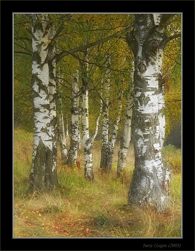photo "Autumn birch wood" tags: landscape, forest