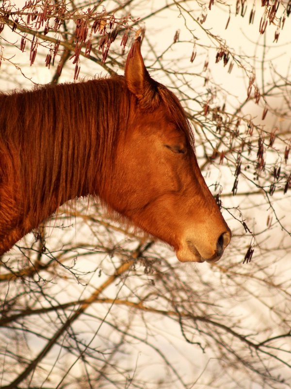 фото "rest on warm winter sun" метки: природа, домашние животные