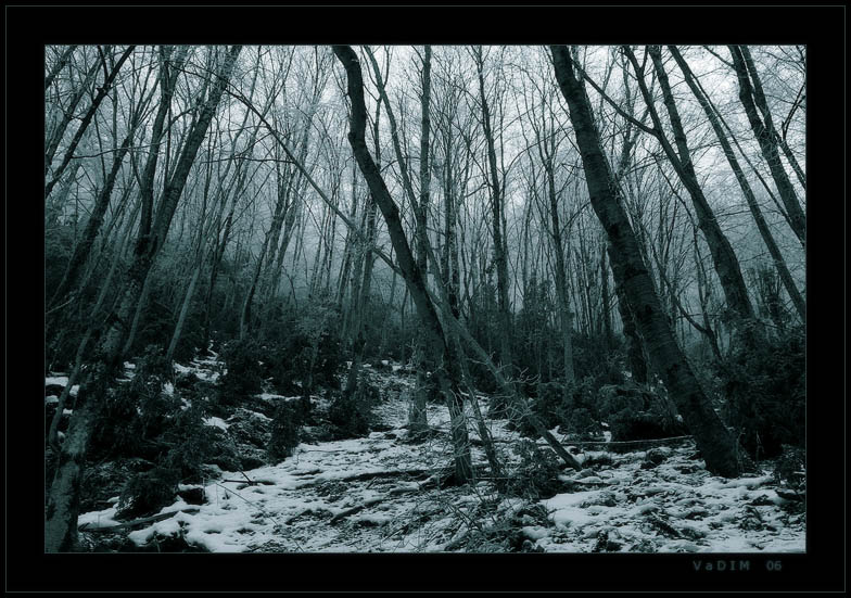photo "***" tags: landscape, forest, winter