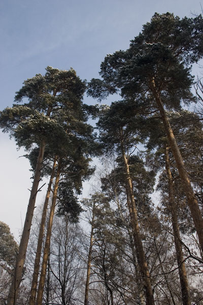 photo "Crone of a pine 4" tags: landscape, forest