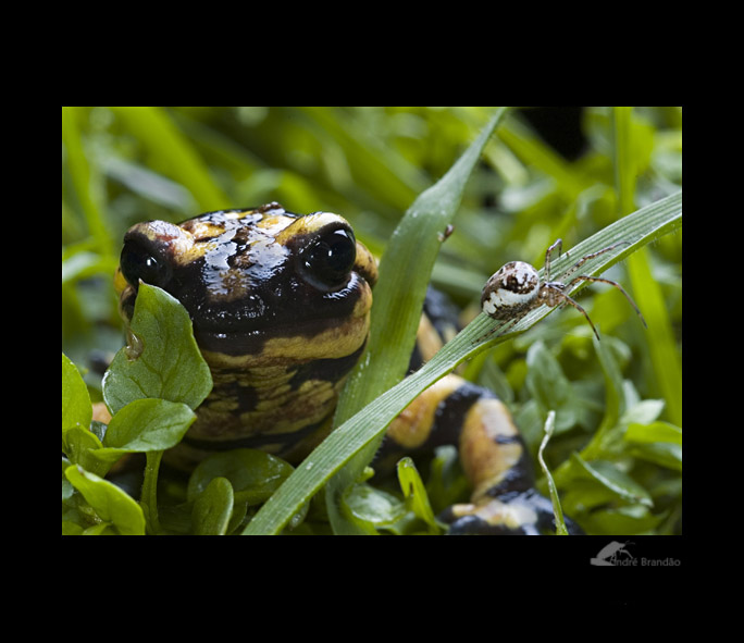 photo "Salamandra" tags: nature, macro and close-up, wild animals